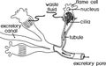 Coloring page with flatworm flame cell. Structure of element of excretory system with title. Protonephridia of planaria